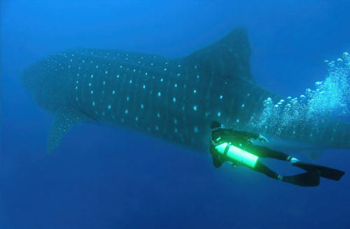 Whale shark